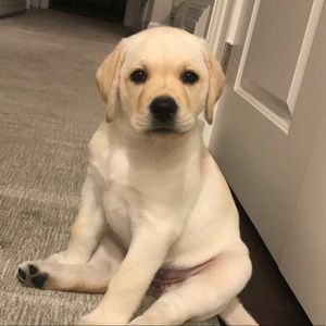 Meet your Posher, Maeve